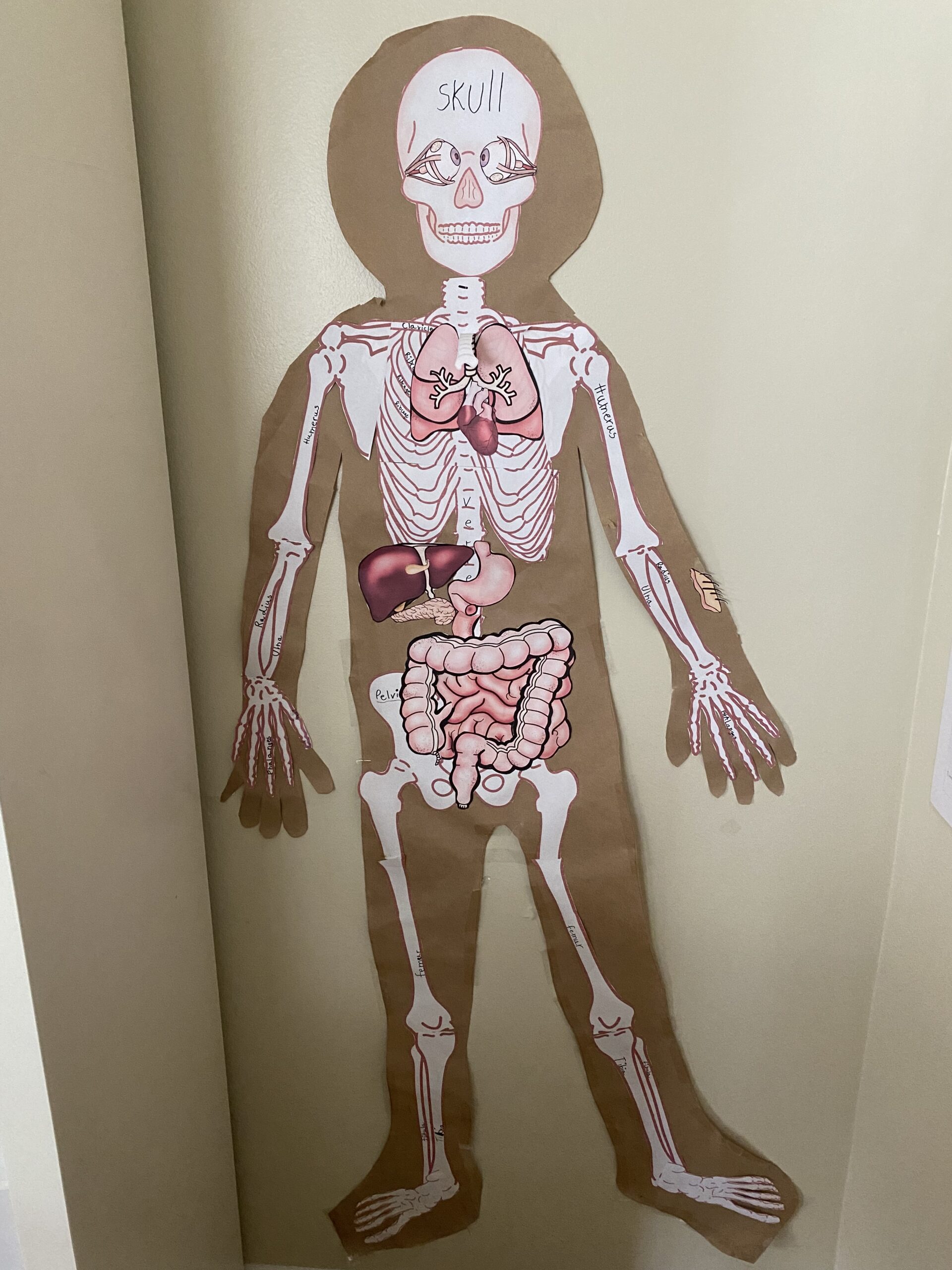 Grade 2 Science - Resources for the Human Body Unit - Journey To My Roots